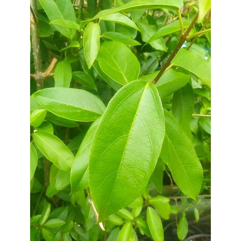 

Daun cincau perdu per 1kg new