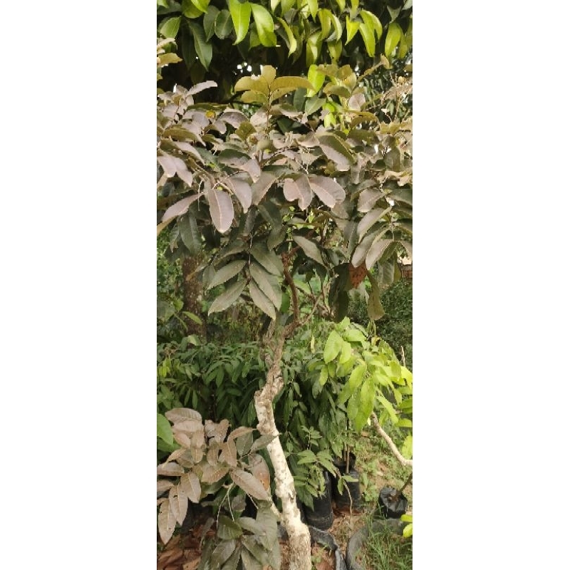 Kelengkeng merah batang besar