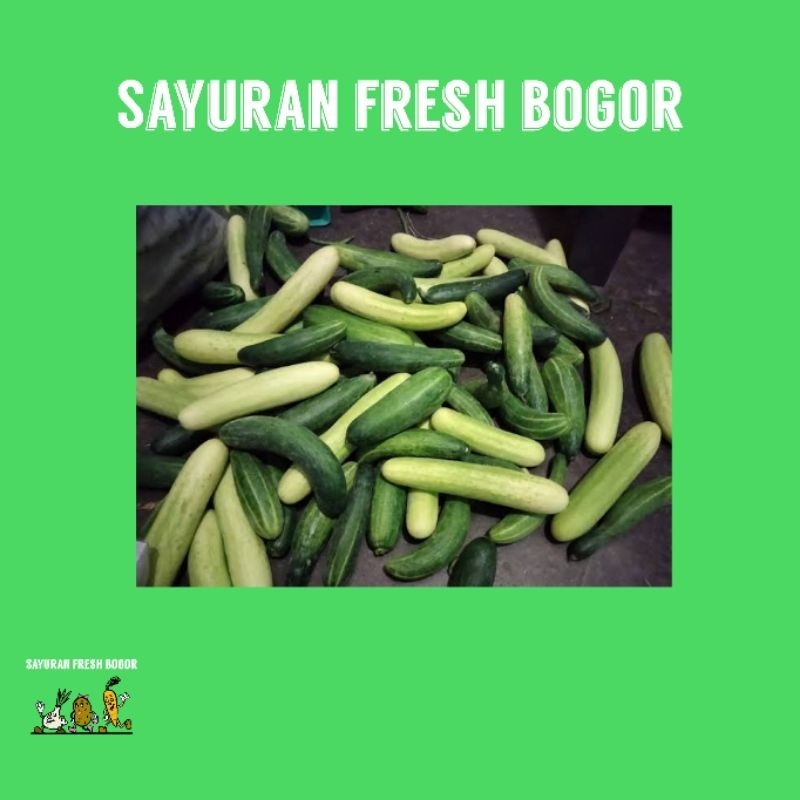 

Mentimun/timun Segar ( 250 Gram ) | Sayuran Fresh Bogor