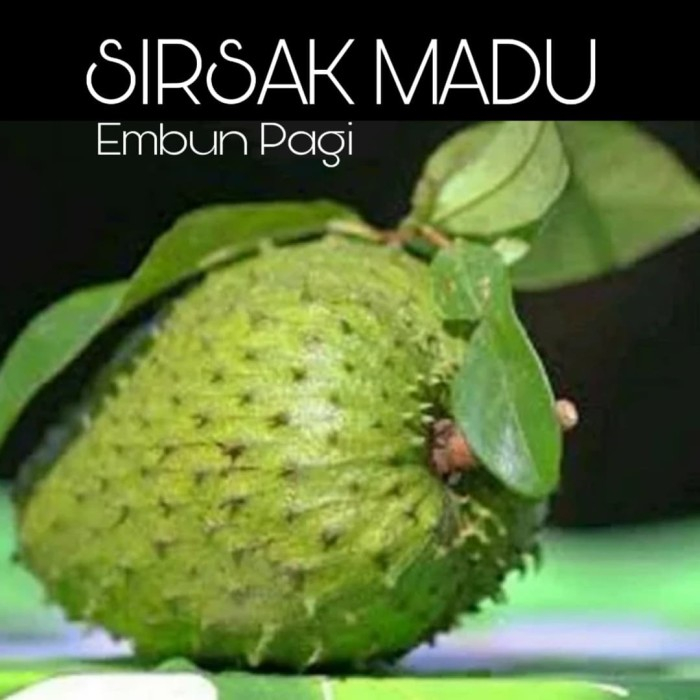 

buah sirsak madu jumbo