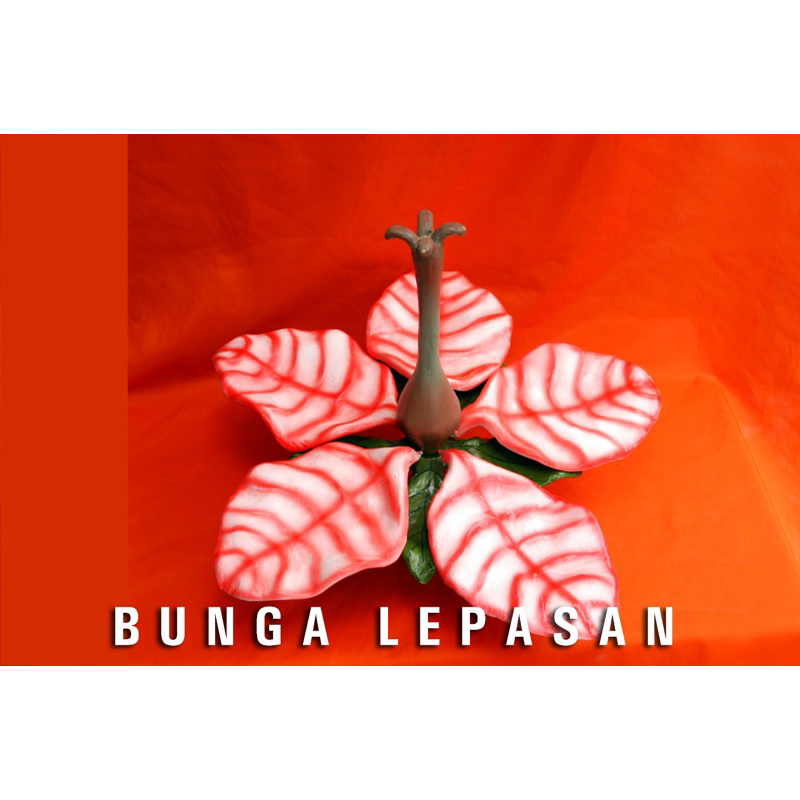 

penampang torso bunga lepasan model baru alat peraga pendidikan