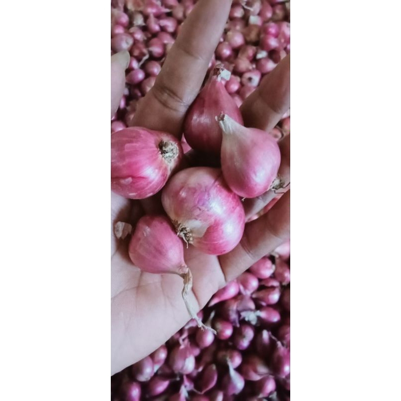 

Bawang merah