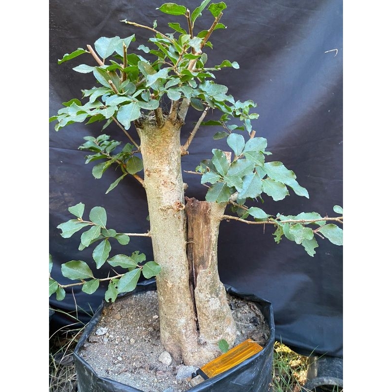 Bahan bonsai rukem bonsai bogo berkarakter (rukem pucuk merah)
