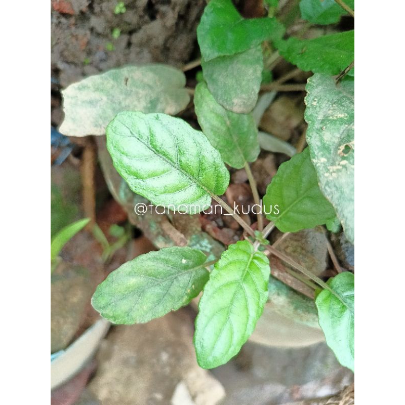 Bibit Gempur batu (tanaman herbal)