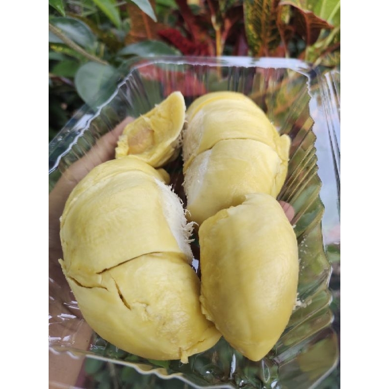 

TEMPOYAK DURIAN ASLI KALIMANTAN BARAT