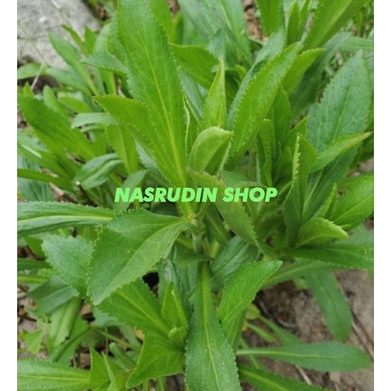 

[Fresh] Daun Walang Sangit Segar PERPOHON Bisa Untuk Bibit Termurah