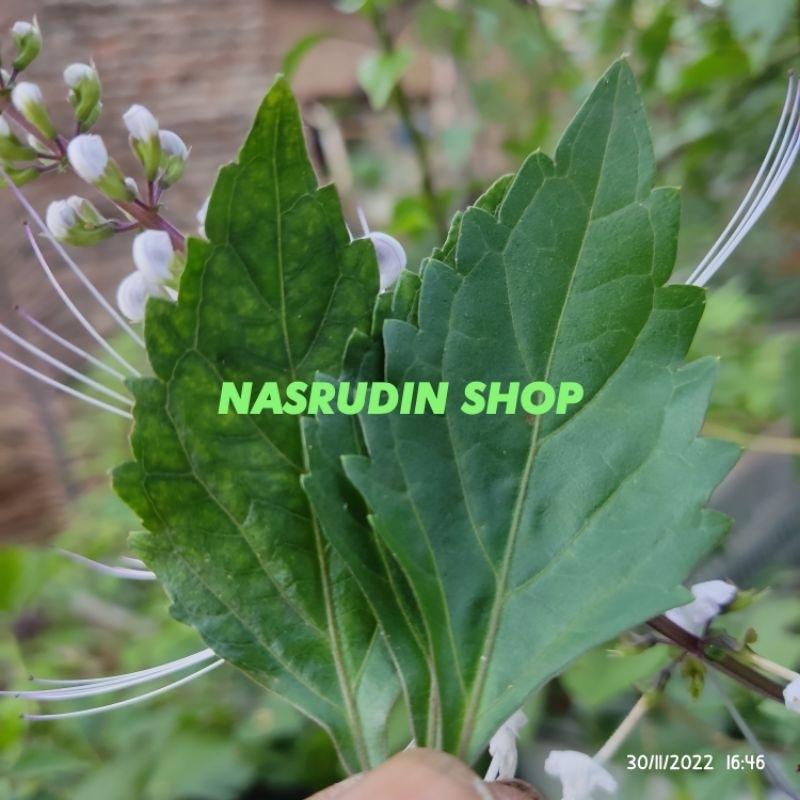 

DAUN KUMIS KUCING 50 LEMBAR SEGAR LANGSUNG PETIK | ORTHOSIPHON ARISTATUS