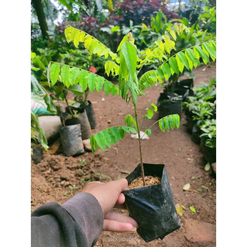 bibit pohon belimbing sayur - belimbing wuluh - tanaman wuluh