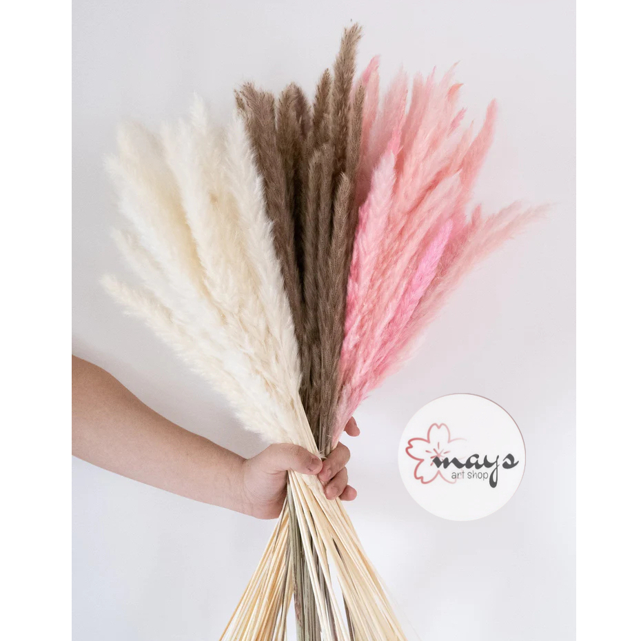 [5 Pcs] Small Pampas - Dried Preserved Flower Daun Pampas Kecil - Bunga Kering Pampas Mini Grass - F