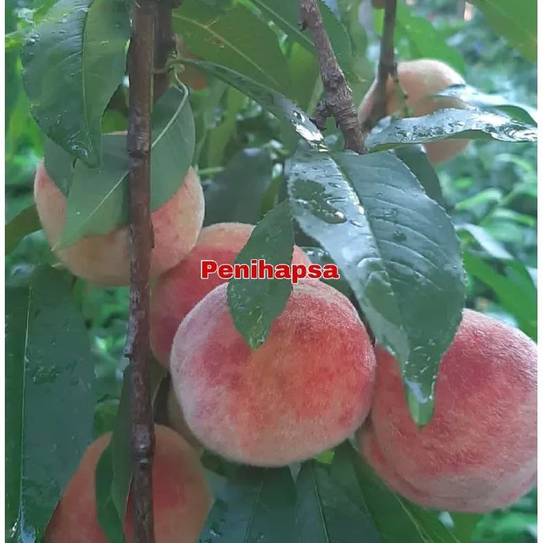 Bibit Buah Persik Super Cepat Berbuah