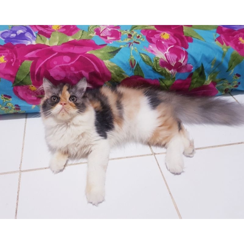 Kucing Kitten Persia Flatnose Calico Betina