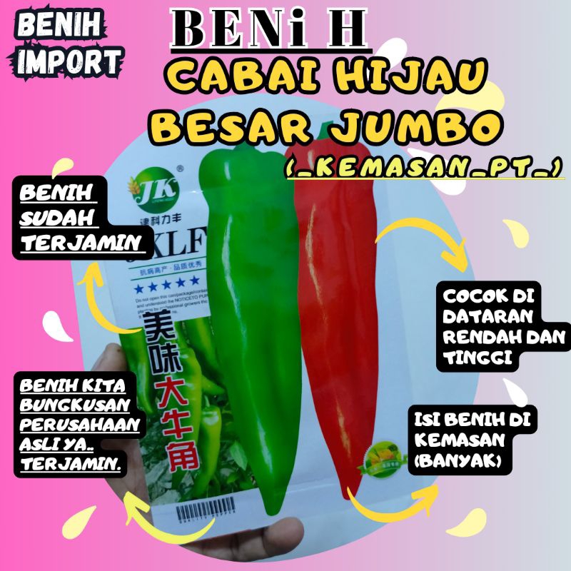 BENIH CABAI HIJAU BESAR JUMBO BERKUALITAS TINGGI