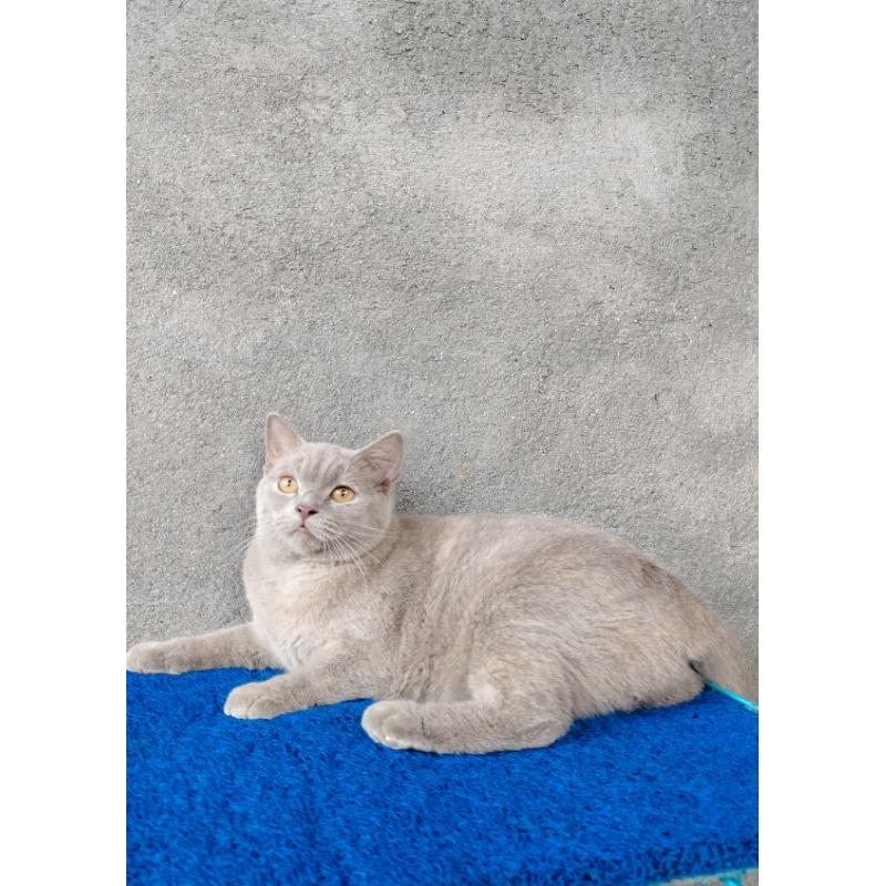 makanan kucing BRITISH SHORT HAIR