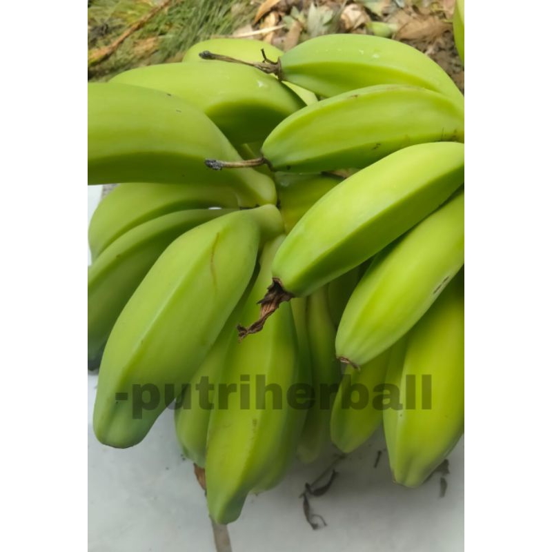 

PISANG KLUTUK ATAU PISANG BATU MUDA 1 KG UNTUK RUJEK BEBEK