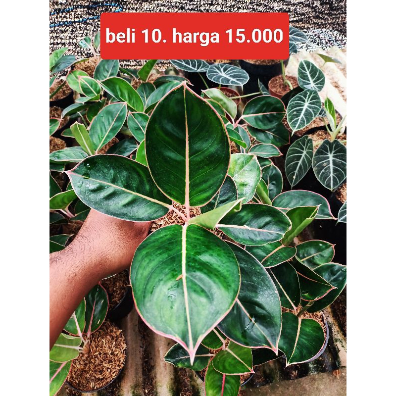 AGLONEMA LIPSTIK FLAMINGGO