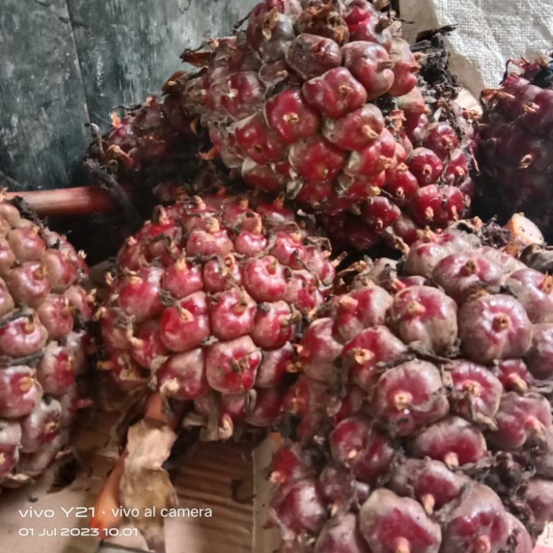 

1 KG Buah honje merah buah kecomrang merah (FRESH)