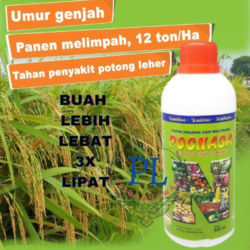 pupuk padi/pupuk padi sawah terbaik/pupuk padi cair terbaik/pupuk padi yang bagus/pupuk padi kuning/