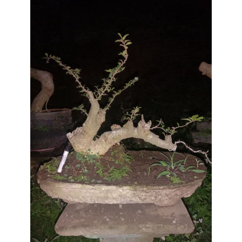 Bahan bonsai serut model unik RAFT