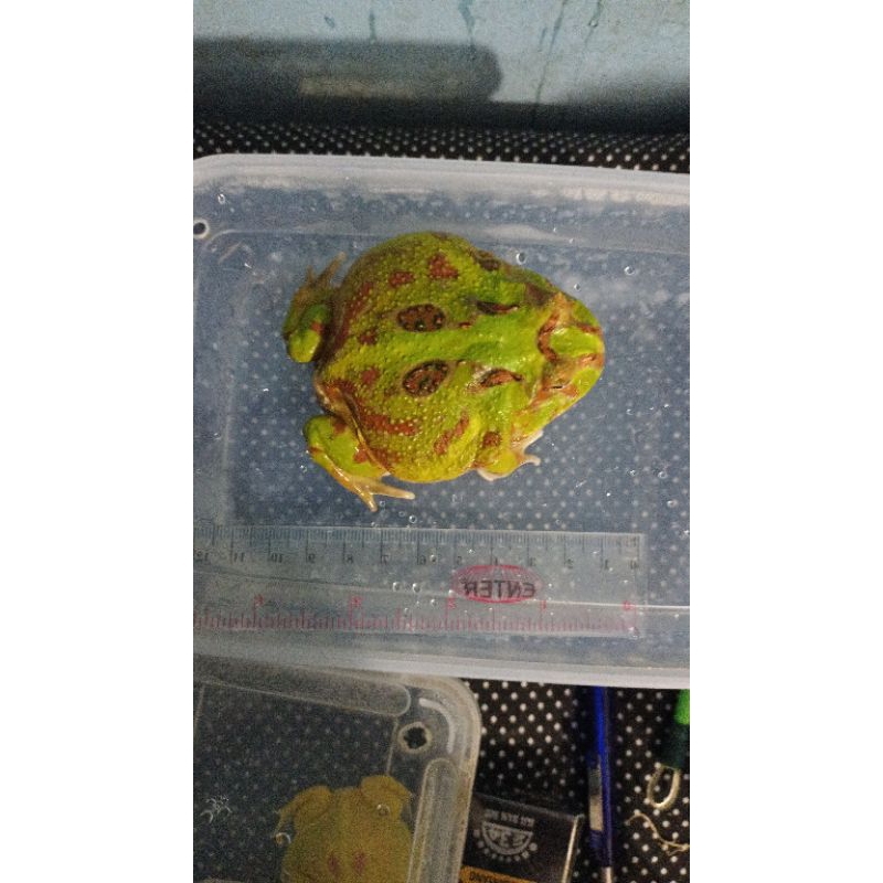 Super Pacman Frog Green ( Calon Indukan)