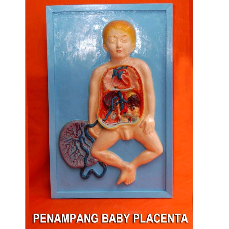 

baby placenta alat peraga pendidikan penampang baby placenta