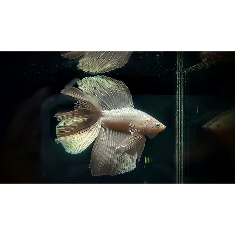 cupang HMDT WHITE PLATINUM