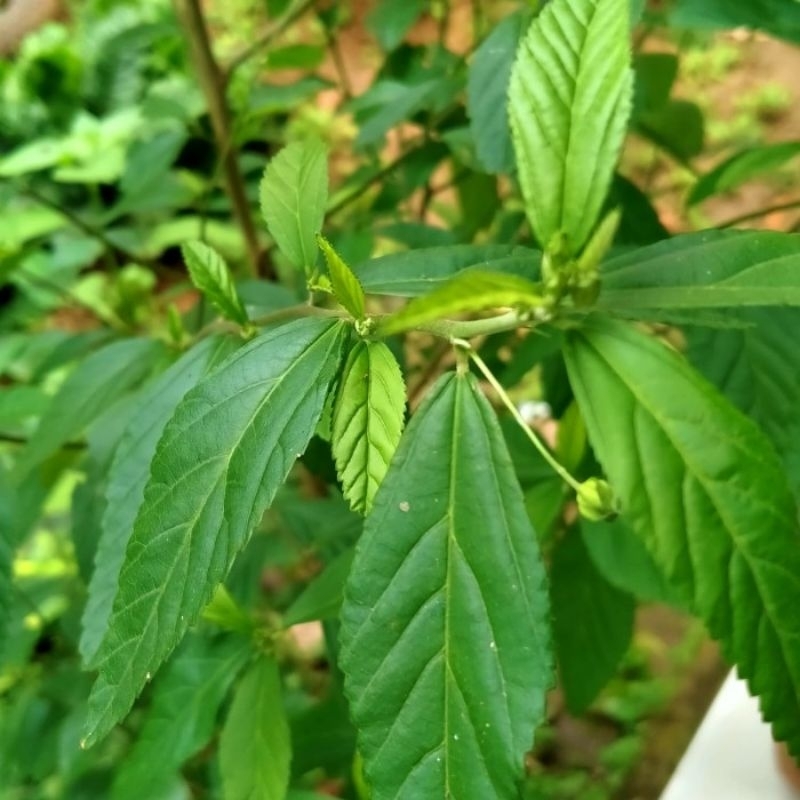 

Daun tanaman sidaguri jantan 1kg segar herbal siap petik non pestisida