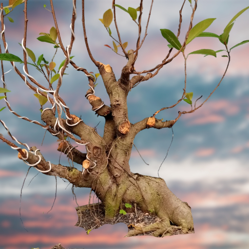 tanaman bibit bahan stek beringin iprik pucuk merah untuk taman bonsai dan peneduh berbagai ukuran d