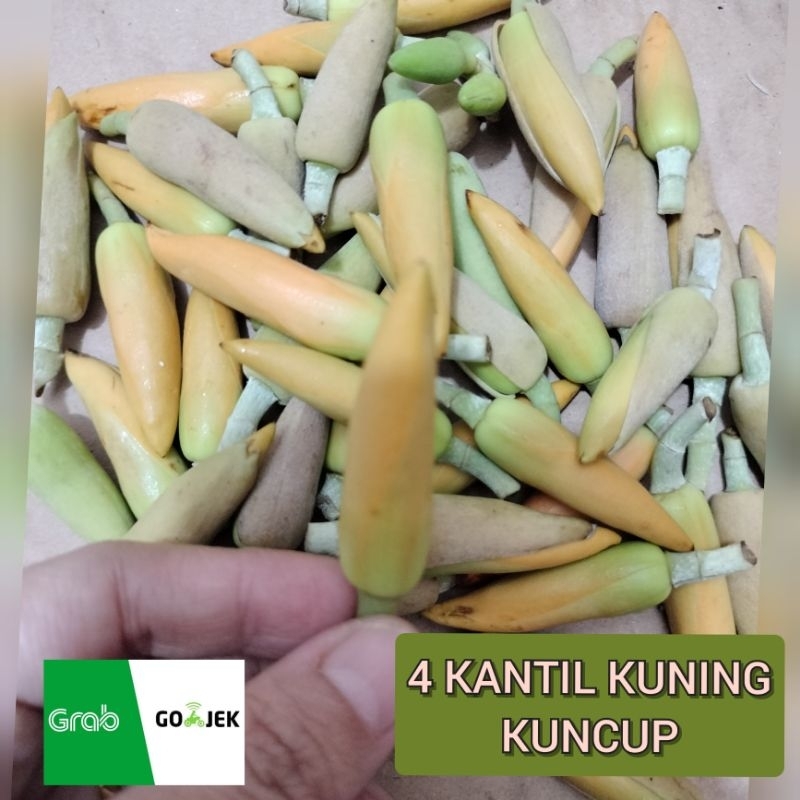 bunga kantil kuncup kuning 4 pcs kembang cempaka segar murah
