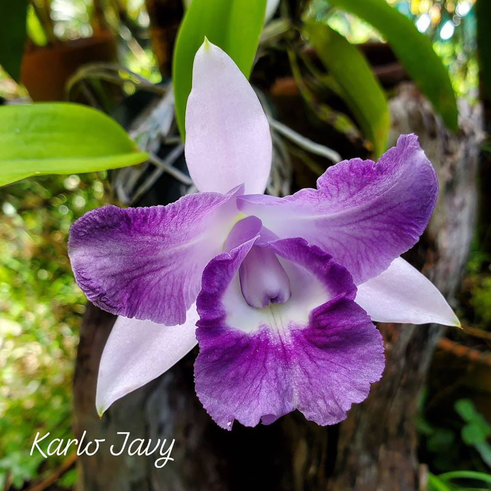 Anggrek cattleya cariad's mini quinee