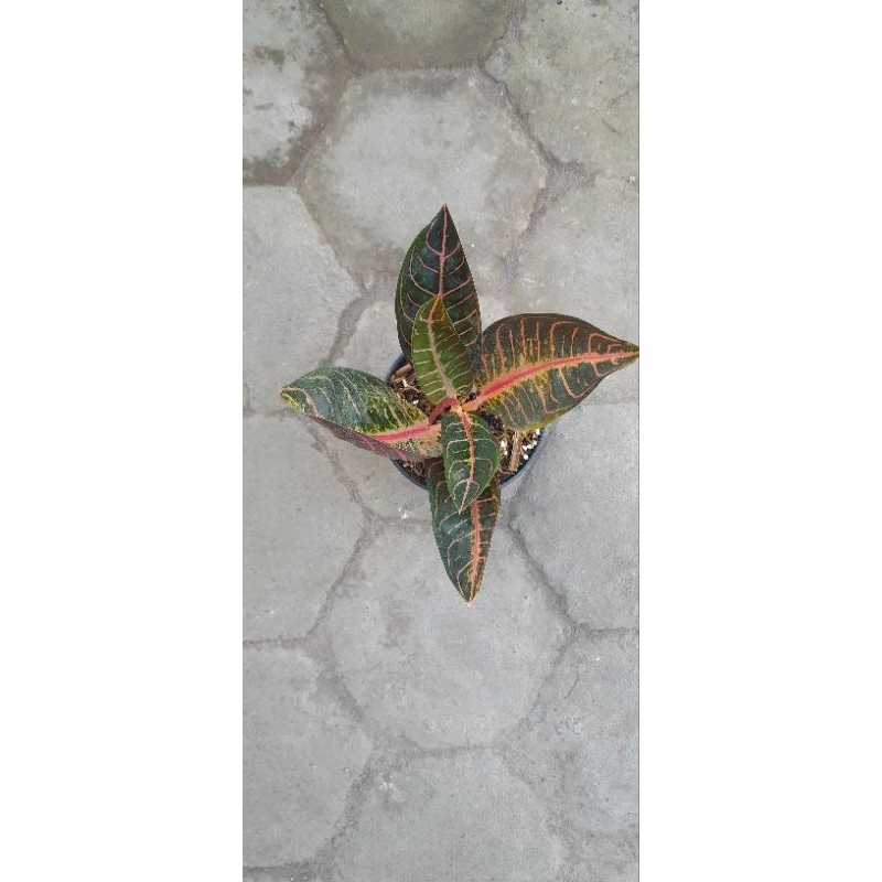 Aglonema Red Sumatra/Redsum/Pride of Sumatra/POS (Size Remaja Daun 6+) (2)