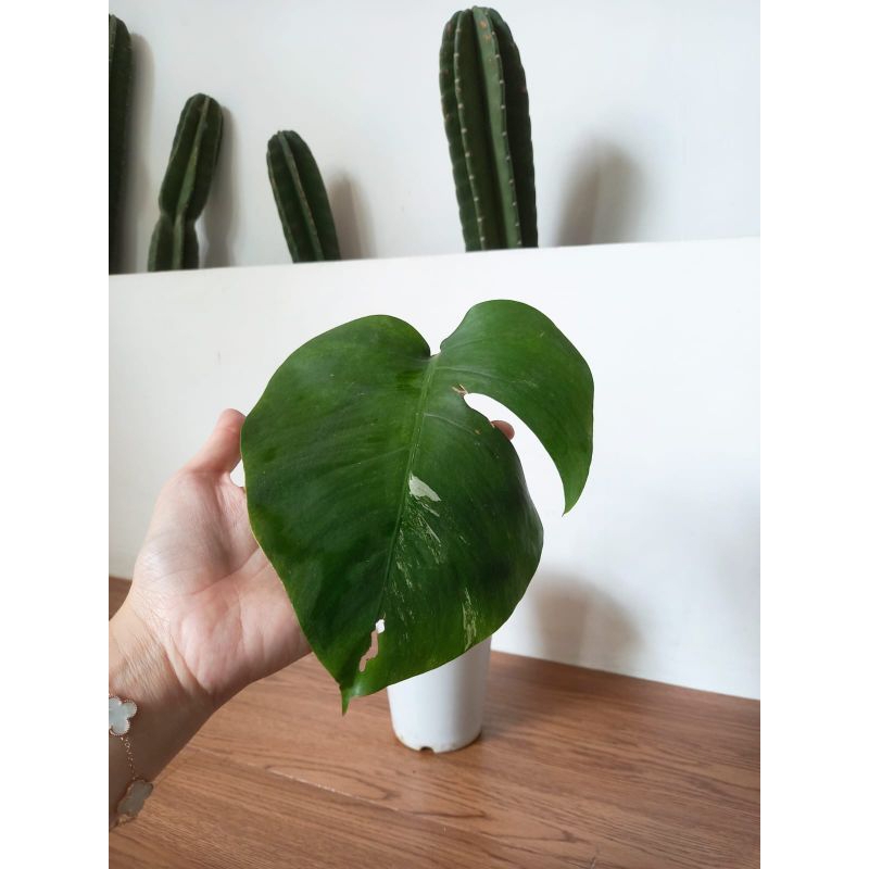 Monstera Variegata / Monvar Satu Daun Pancing