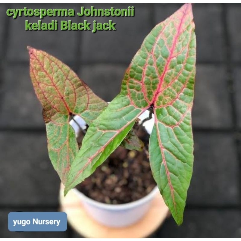 Tanaman hias cyrtosperma Johnstonii / keladi Black jack
