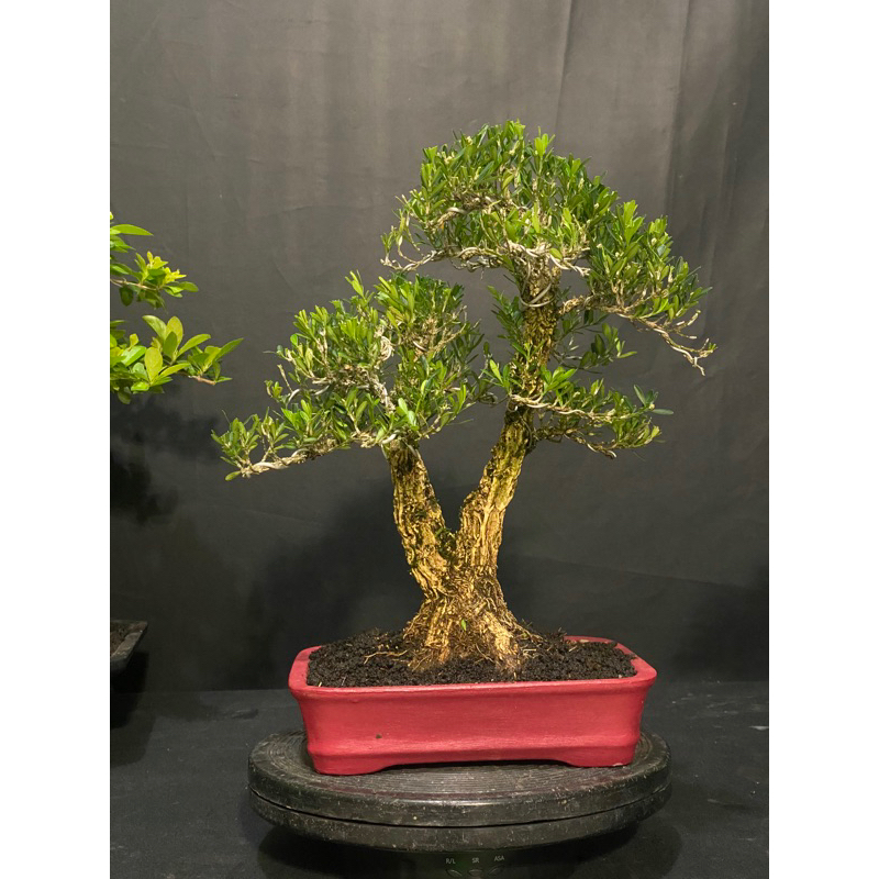 bonsai boxus besar