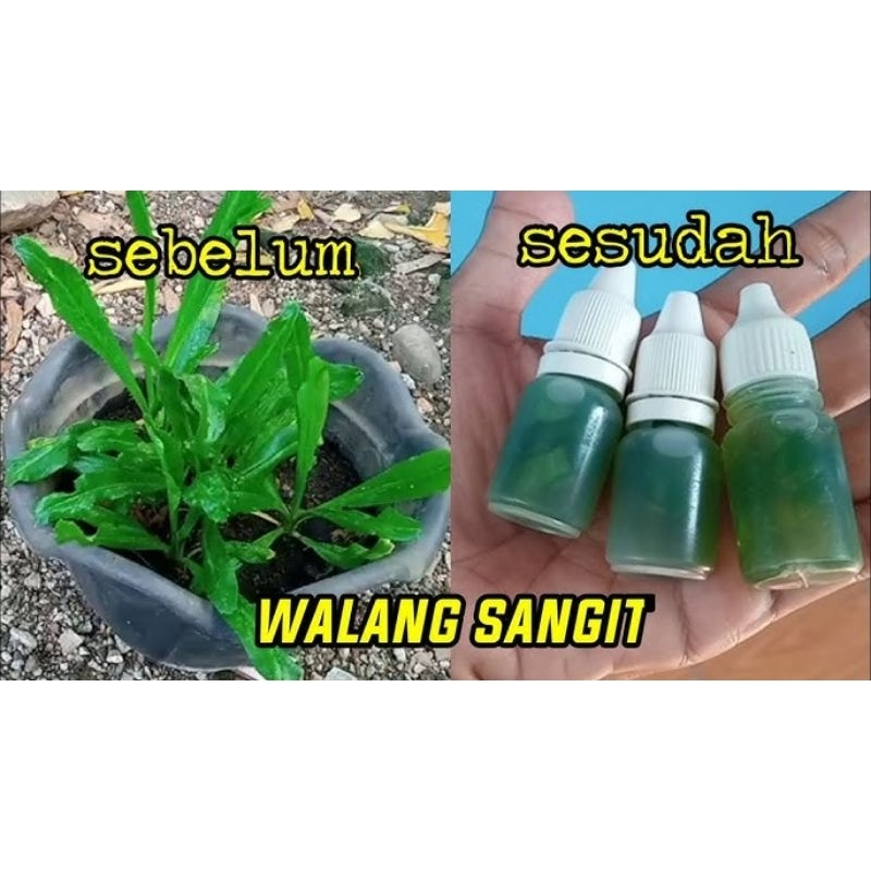 Essen_WalangSangit