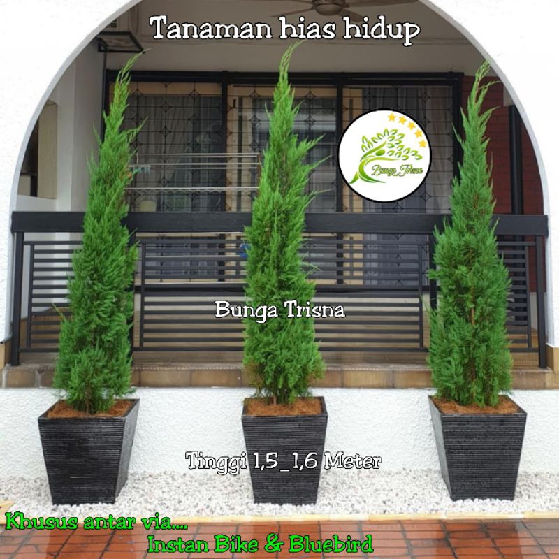Tanaman Pohon Cemara Lilin  Besar Tinggi 1,5 Meter, 1 Meter/ tanaman pohon hidup Cemara