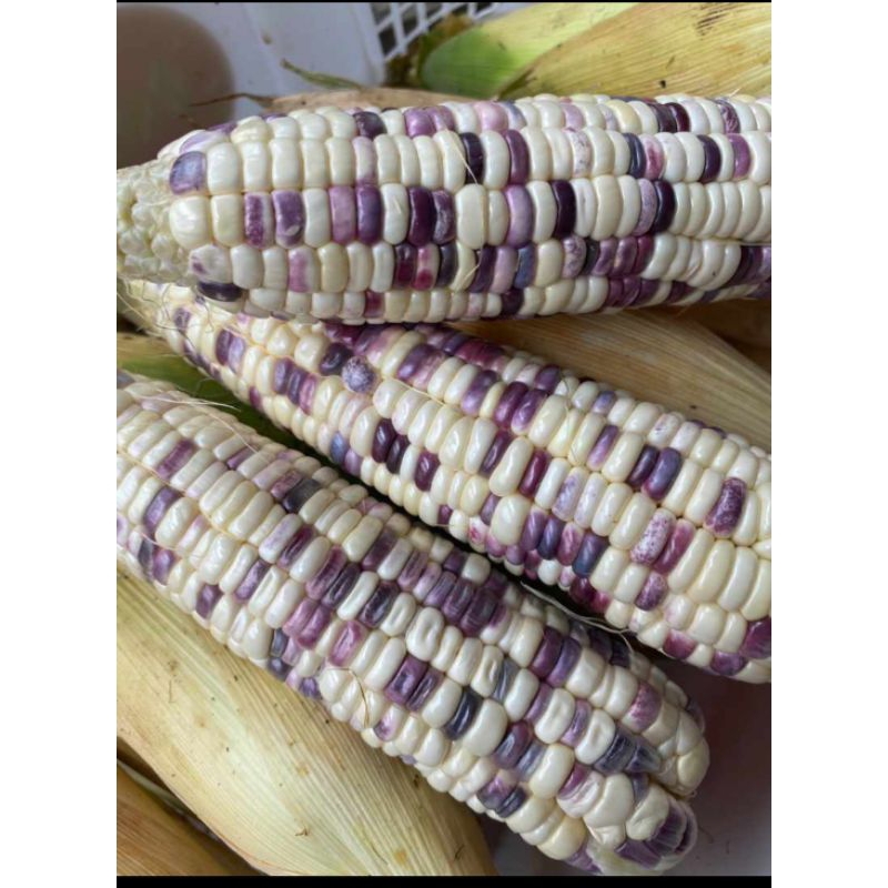 

Jagung Ketan Putih Ungu 1kg