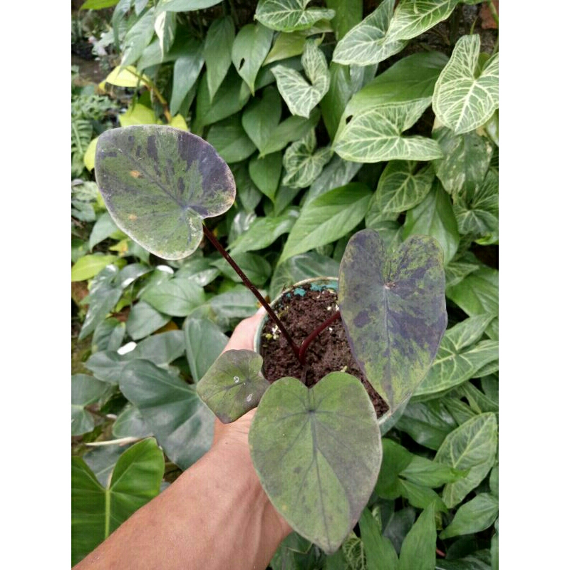 (Ukuran Kecil) Bibit Colocasia Blue Hawai/Black Marble Lokal