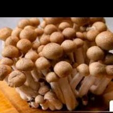 

Jamur Shimenji Coklat