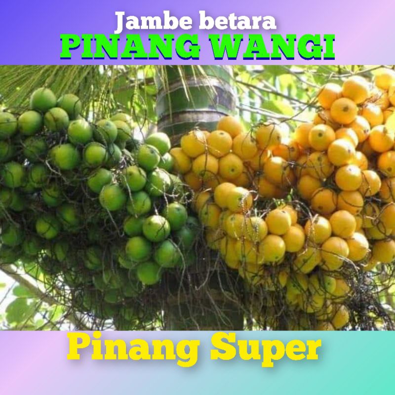 

Buah pinang wangi jambe netto 1kg