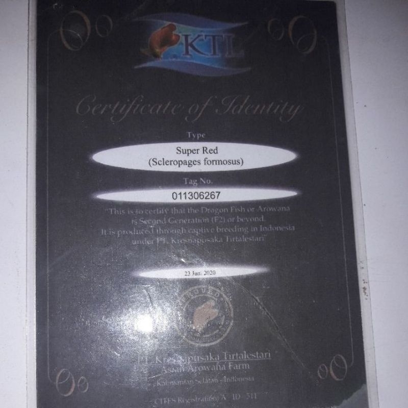sertifikat arwana super red+chip akurat