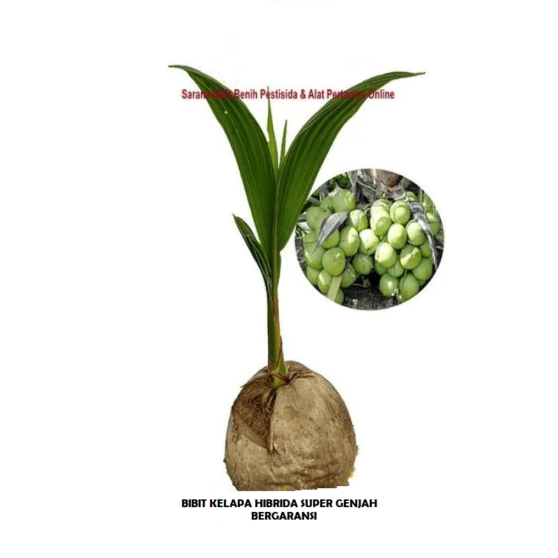 Bibit kelapa hibrida super genjah