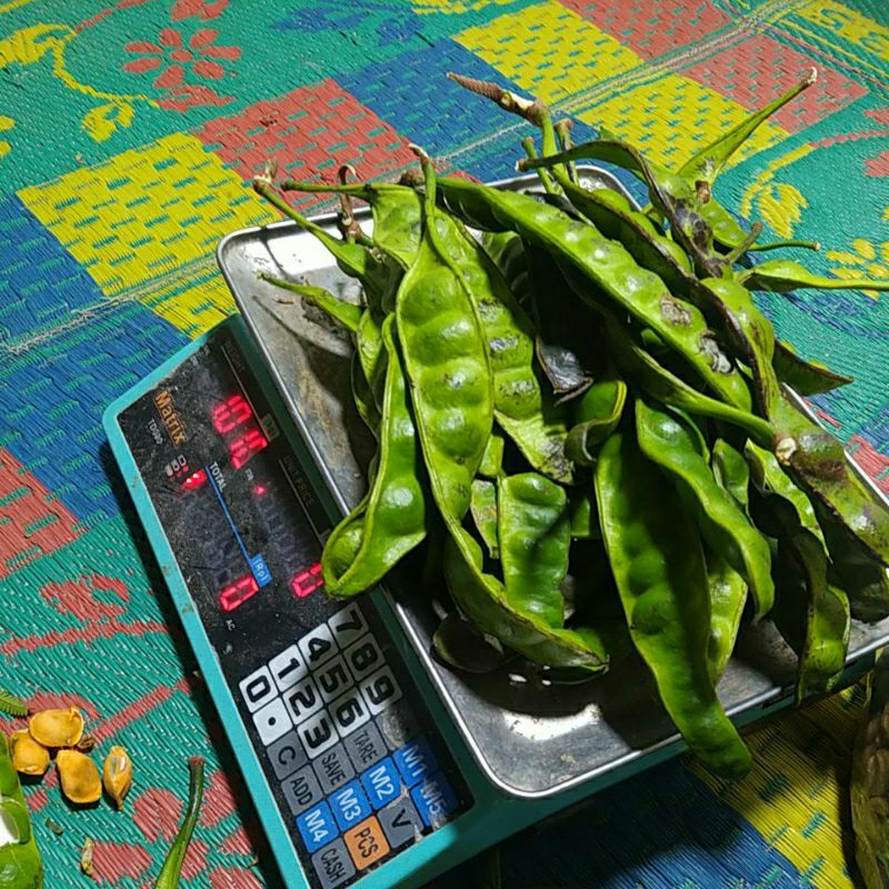

petai sortir 1 kg