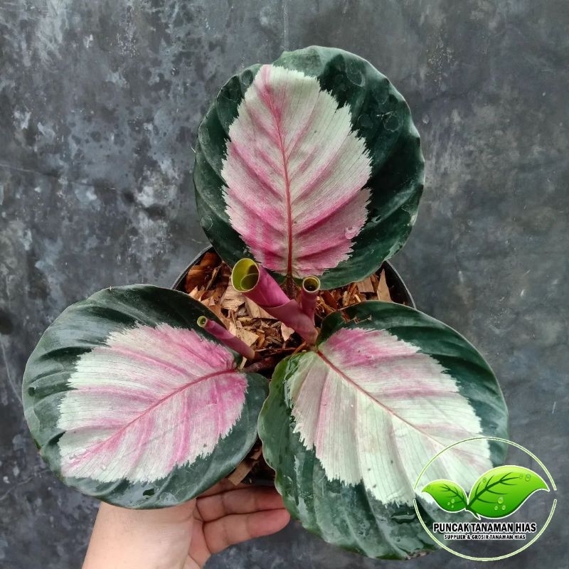 Calathea pink rossy - Calatea pink rosy - Rossy pink