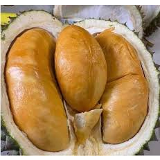 BIBIT DURIAN DURI HITAM