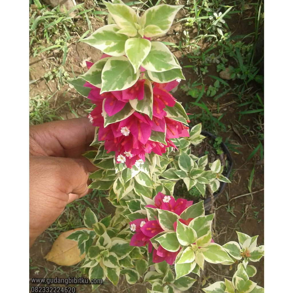 MURAH Bougenville Singapore Pink Fanta Daun Variegata Tumpuk dan Cantik