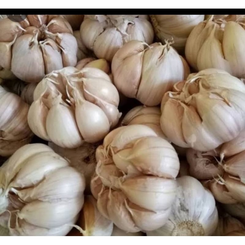 

bawang putih