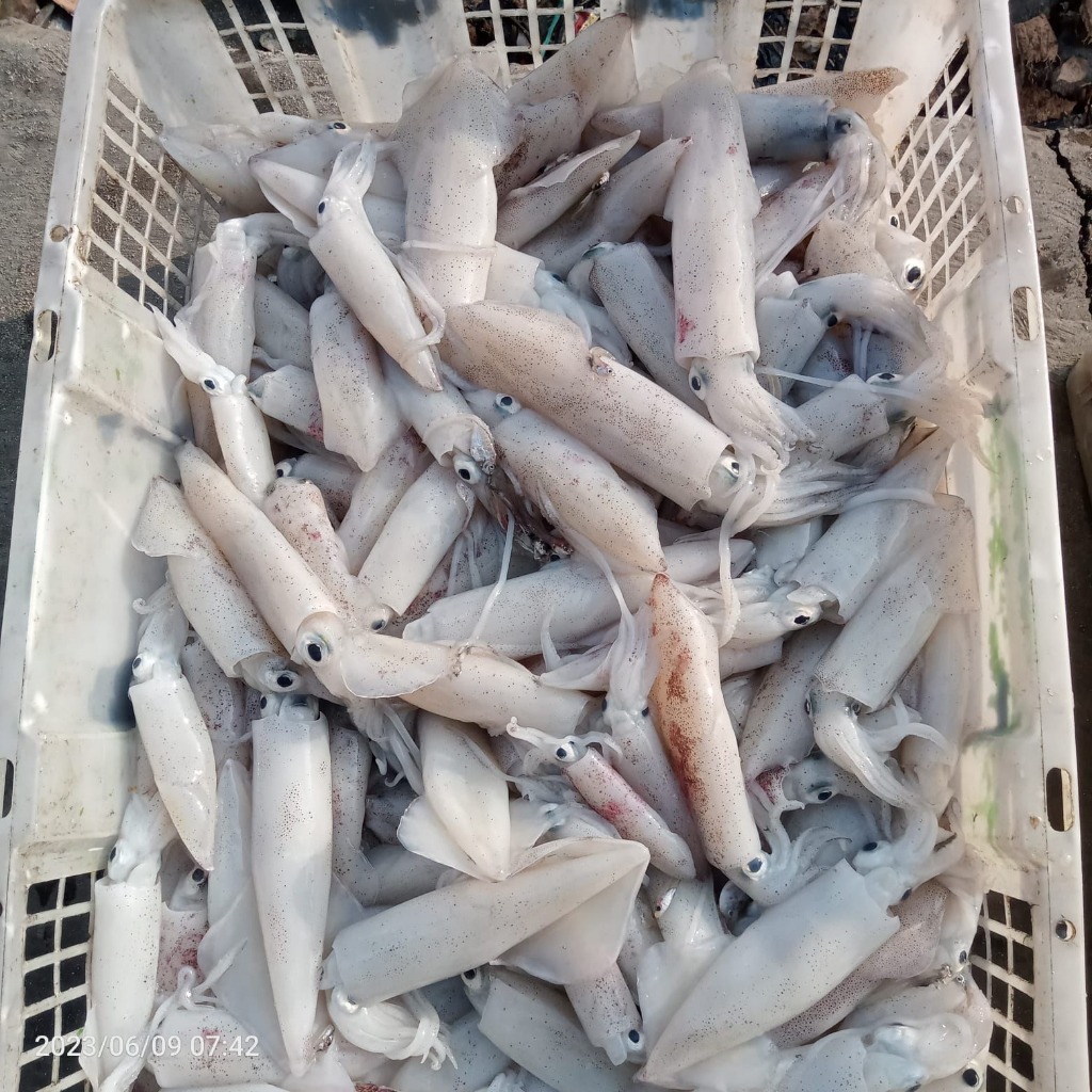 

Cumi Sero Fresh (5-10cm)