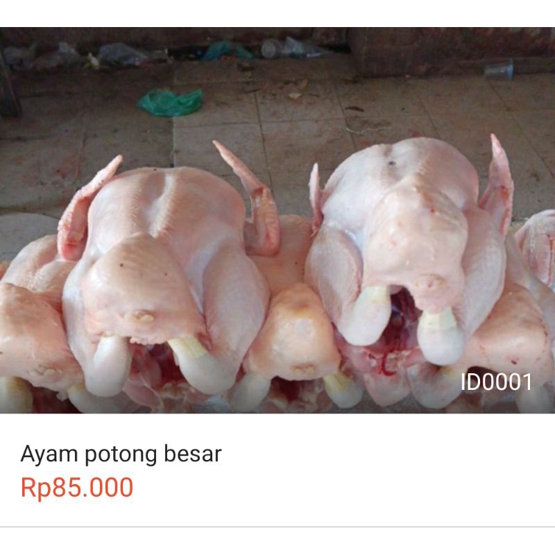 

ayam potong fresh ukuran besar