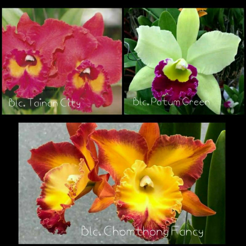 Anggrek Catleya Dewasa