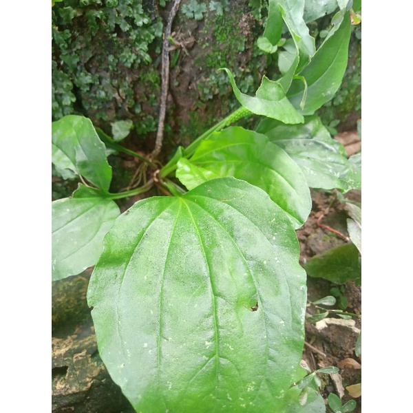 

RB Daun sendok daun kiurat segar 500 gr